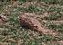 Grey Partridge (Perdix perdix) � Gr�goire Schaub