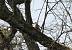 Song Thrush (Turdus philomelos) � Nosworthy David