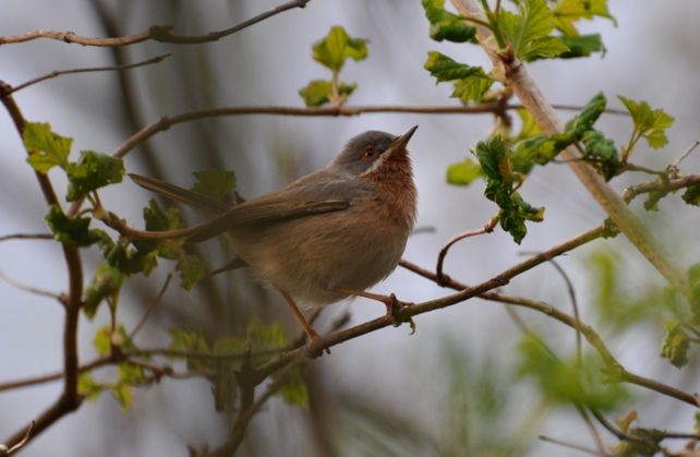 Subalpine Warbler - © Yann Rime