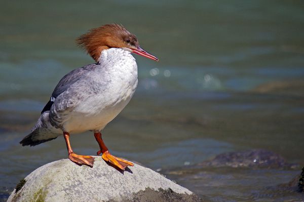 Common Merganser - � Pascal Curty