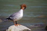 Common Merganser � Pascal Curty