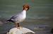 Common Merganser - � Pascal Curty