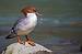 Common Merganser - � Pascal Curty