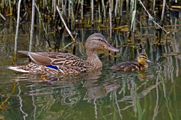 Mallard - � Pascal Curty