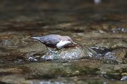 White-throated Dipper - Olivier Jean-Petit-Matile