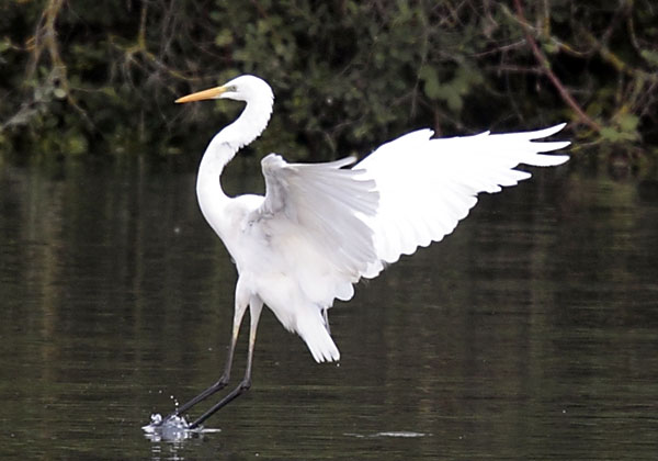 Grande Aigrette - � Beat Walser