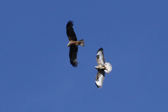 M�usebussard - � Roger + Margot Cattin