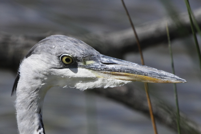 Grey Heron - � Roger + Margot Cattin