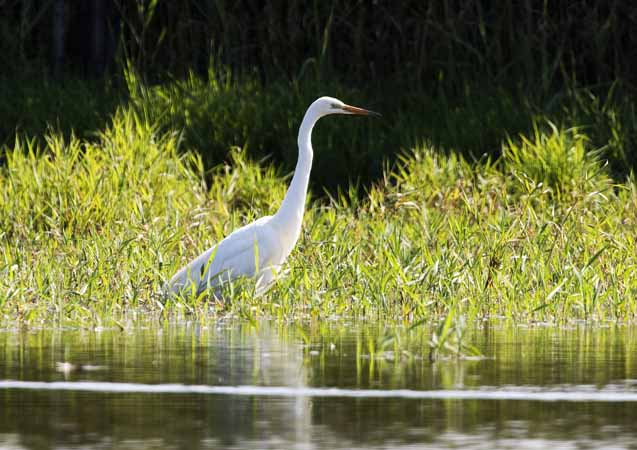 Great Egret - � Kurt Knechtli