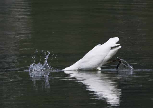 Great Egret - � Kurt Knechtli
