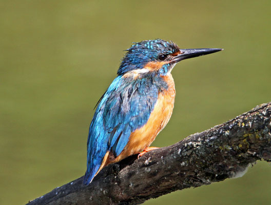 Common Kingfisher - � Eric Sauser