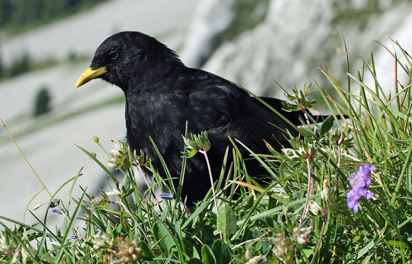 Alpine Chough - � Eric Sauser