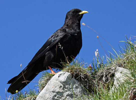 Alpendohle - � Eric Sauser