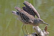 Nitticora � Eric Sauser