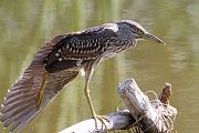 Nitticora � Eric Sauser
