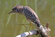 Nitticora � Eric Sauser