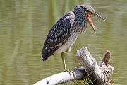 Nitticora � Eric Sauser
