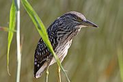 Nitticora � Eric Sauser