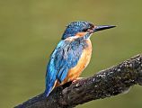 Martin pescatore � Eric Sauser