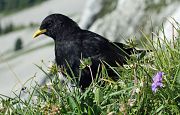 Gracchio alpino � Eric Sauser