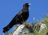 Gracchio alpino � Eric Sauser