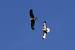 Common Buzzard (Buteo buteo) � Roger + Margot Cattin