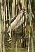 Little Bittern (Ixobrychus minutus) � Roger + Margot Cattin