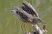 Black-crowned Night Heron - � Eric Sauser