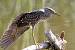 Black-crowned Night Heron - � Eric Sauser
