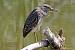 Black-crowned Night Heron - � Eric Sauser