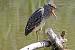 Black-crowned Night Heron - � Eric Sauser