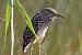 Black-crowned Night Heron - � Eric Sauser