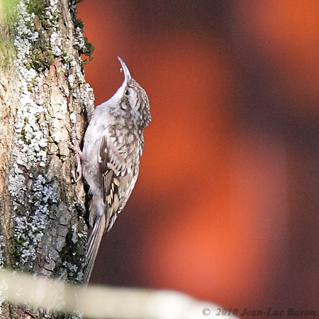 Short-toed Treecreeper - � Jean-Luc Baron