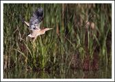 Little Bittern - Olivier Jean-Petit-Matile