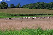 White Stork � Pascal Curty