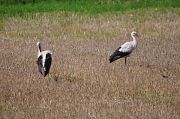 White Stork � Pascal Curty