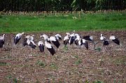 White Stork � Pascal Curty