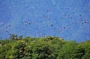 White Stork � Pascal Curty