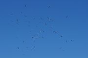White Stork � Pascal Curty