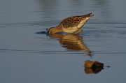 Wood Sandpiper � Pascal Curty