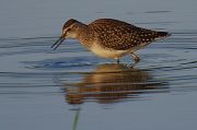 Wood Sandpiper � Pascal Curty