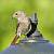 Black Redstart (Phoenicurus ochruros) � Jean-Luc Baron