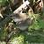 Common Chiffchaff (Phylloscopus collybita) � Jean-Luc Baron