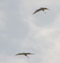 Great Egret � Jan Bisschop