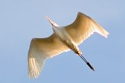 Great Egret � Jan Bisschop