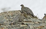 Alpenschneehuhn � Eric Sauser