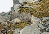 Alpenschneehuhn � Eric Sauser