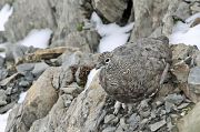 Alpenschneehuhn � Eric Sauser