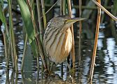 Zwergdommel � Eric Sauser