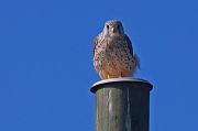 Common Kestrel � Pascal Curty